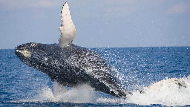 Illustration for article titled 5 Majestic Whales And Then 1 Doofus Whale That Got Scuffed Up By A Boat